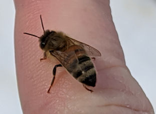 Bee visit