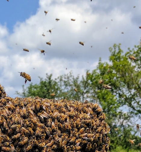 Honeybees swarming
