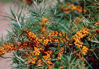 Sea Buckthorn in bloom